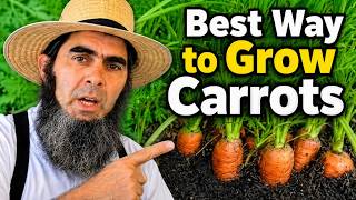Growing Carrots from Sowing to Harvest