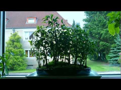 Bonsai- Mein Yose-ue, der Wald (Lapse)