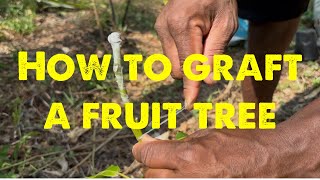 How to graft a fruit tree