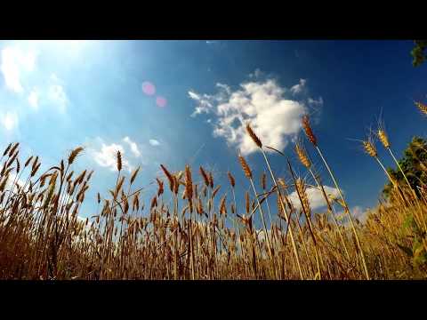 GoPro Time Lapse: Wheat Field