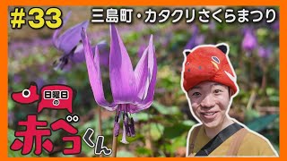 三島町・カタクリさくらまつり「日曜日の赤ベコくん」#33