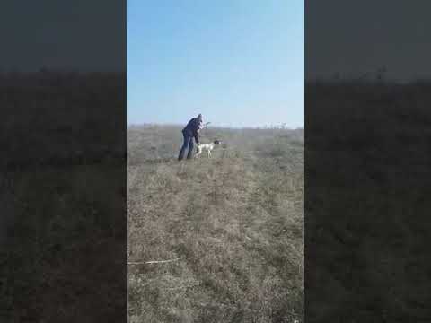 Bıldırıcın Av Videoları 2 Bıldırıcın Av Videoları 2