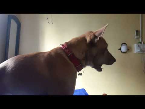 Om veekshith kosana kosana 