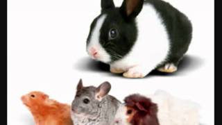 Cornelis Wreeswik- Brev Från Kolonien