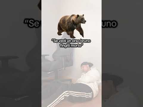 Se vedi questo orso😳