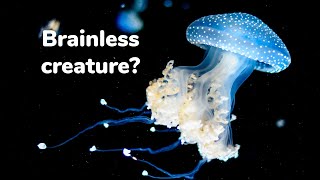 Jellyfish do not have brain? | Facts about jellyfish