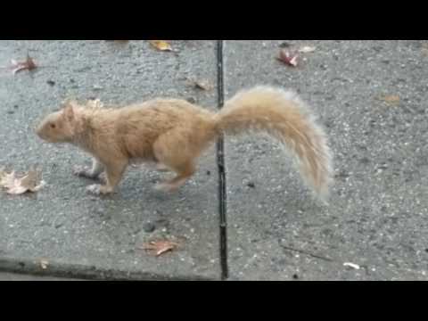 Blonde very rare squirrel