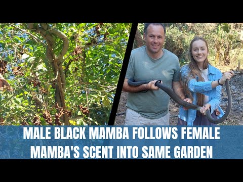 CAPTURE OF A FEMALE BLACK MAMBA, & THEN A MALE WHO FOLLOWED HER SCENT!