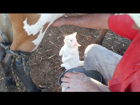 Cat Drinking Milk From Cow