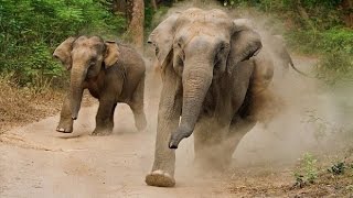 Elephant Attack. Слоны атакуют