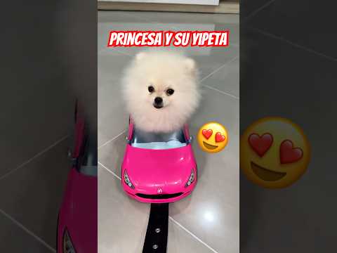 Princess in her yipeta 🐶🚘😍 #viralshots #shorts #pomeranian