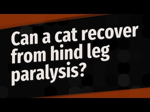Can a cat recover from hind leg paralysis?