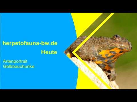 Artenportrait Gelbbauchunke