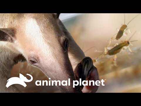 Los osos hormigueros pueden devorar miles de insectos en poco tiempo | Los Secretos del Mundo Animal