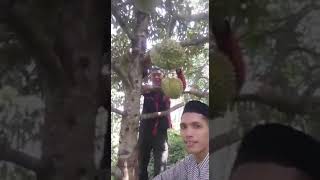 Download lagu Testimoni Pupuk Eco Farming Pada Pohon Durian Mont... mp3