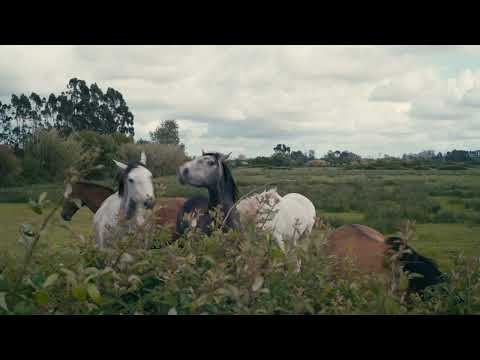 Simple But Pretty #43 (Sigma FP | Cinema DNG Raw | Canon FD)