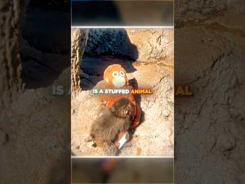 This Baby Monkey Was Rejected…😢💔