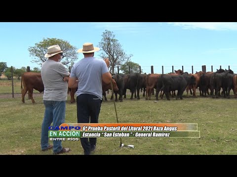 Angus - 6º Prueba Pastoril del Litoral 2021 -  Martin Sieber