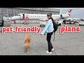 Travel day vlog with Adria & Oatmeal (flying with dogs in cabin!)