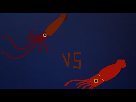 Giant squid VS Colossal squid (remake)