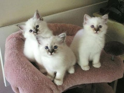Birman Cat and Kittens | History of the Burmese Historical Breed