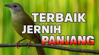 Download lagu Masteran cucak jenggot terbaik suara jernih, masteran cucak jenggot mbeset mewah mp3 Download lagu Masteran cucak jenggot terbaik suara jernih, masteran cucak jenggot mbeset mewah mp3