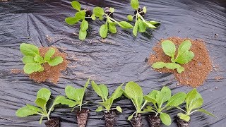 가을배추모종 심는시기와 재배방법 병해충 방제