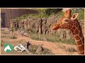 Giraffe Zebra Habitat Desert Adventure Park Planet Zoo