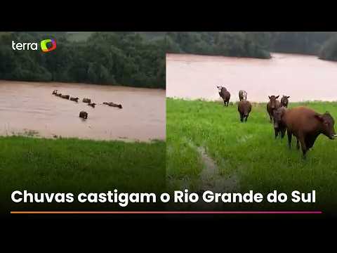 Rebanho de gado nada para fugir de inundação durante fortes chuvas no RS