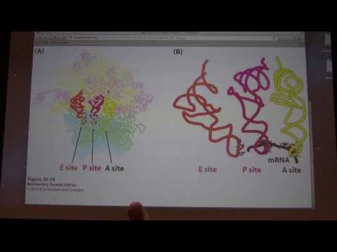 48.  Kevin Ahern's Biochemistry - Translation II