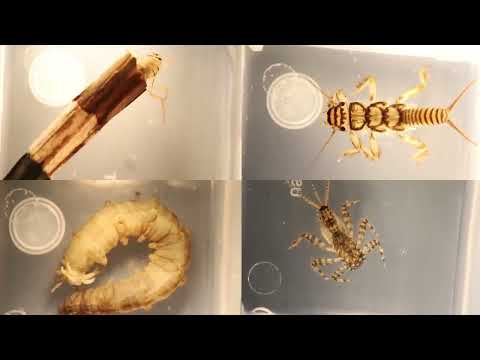 Beneath the Surface: Exploring the World of Benthic Macroinvertebrates