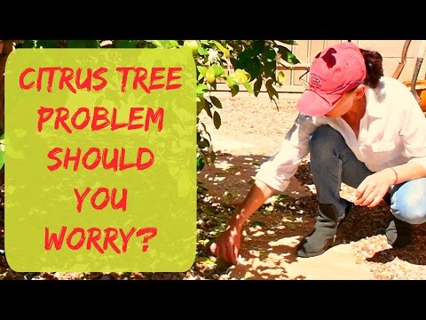 download lagu mp3 mp4 Mexican Citrus Fruit, download lagu Mexican Citrus Fruit gratis, unduh video klip Mexican Citrus Fruit