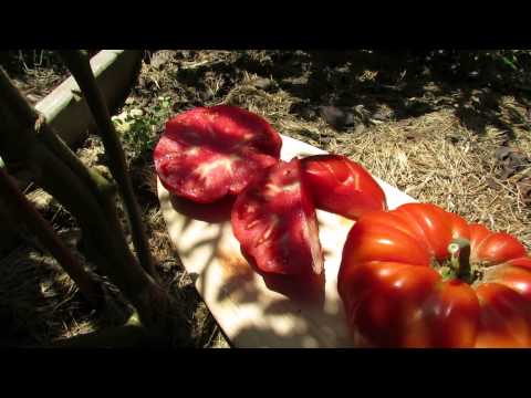 download lagu mp3 mp4 Heirloom Tomatoes For Sale Near Me, download lagu Heirloom Tomatoes For Sale Near Me gratis, unduh video klip Heirloom Tomatoes For Sale Near Me