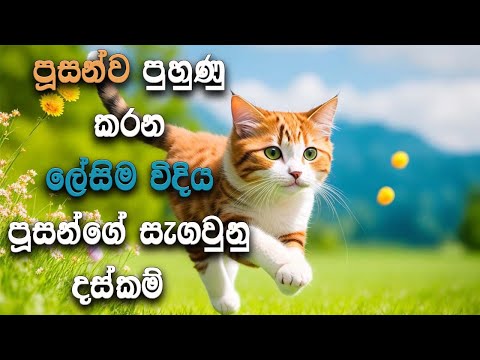 Fun and Easy Cat Training Tricks  Unlock Your Cat's Potential