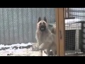 Tanzender Hund
