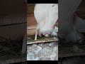 Pigeon Status