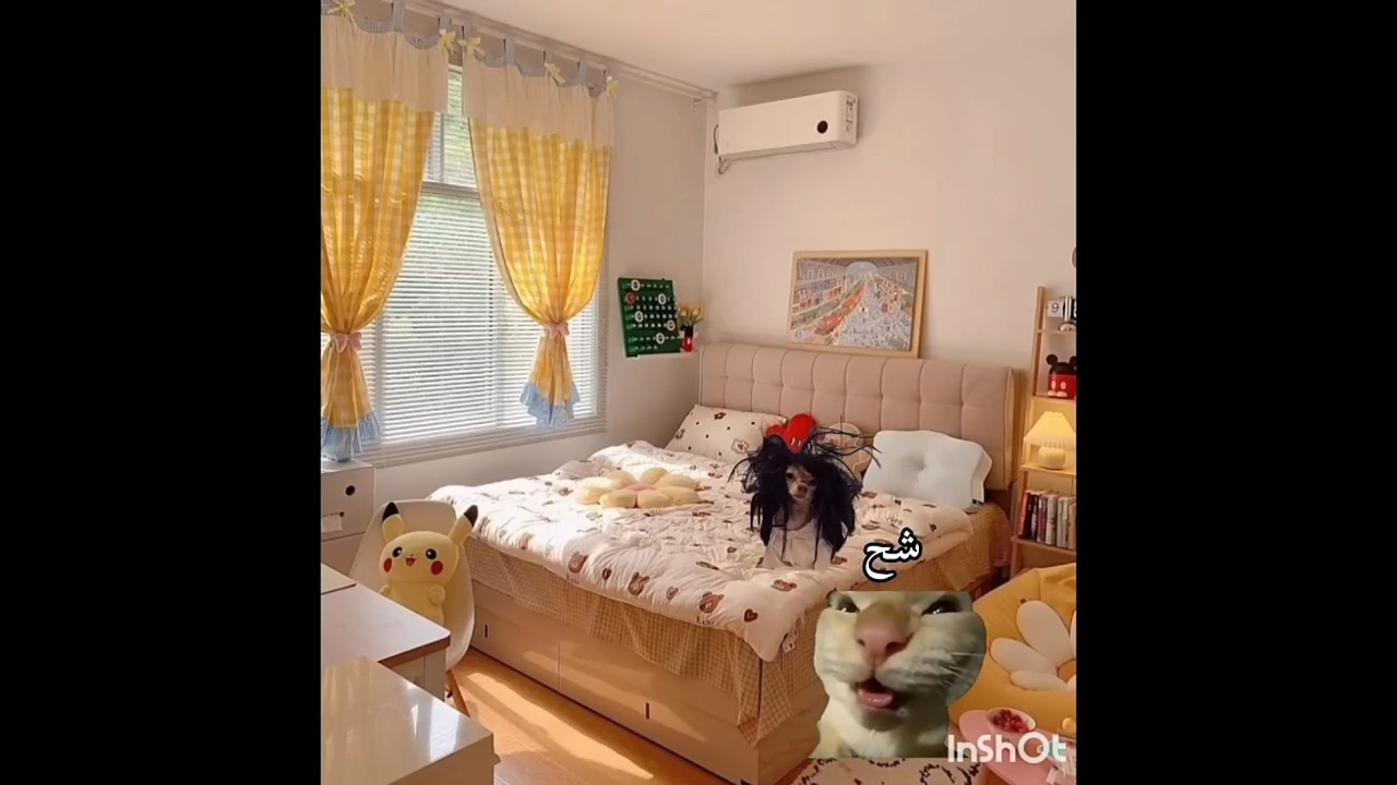 معناتي انا وبعض الصالحات#مهتما بي هذا المحتوى فولو مي #cat #funny#fyp