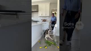 The cat blamed the dog #cats #husky #matercat #pets #funny #catvideos #puppy #kittens #cutedog