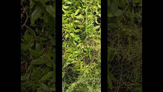 Download lagu Forest voice | headphone🎧 |  realise natural sound | Beetle Sound | Butterfly 🦋 mp3
