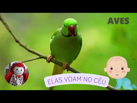 Conhecendo as aves, para as crianças