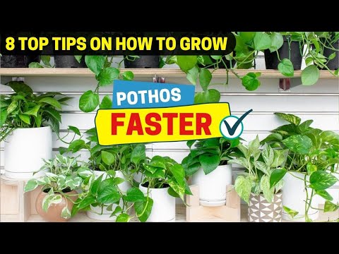 8 Top Tips on How to Grow Pothos Faster