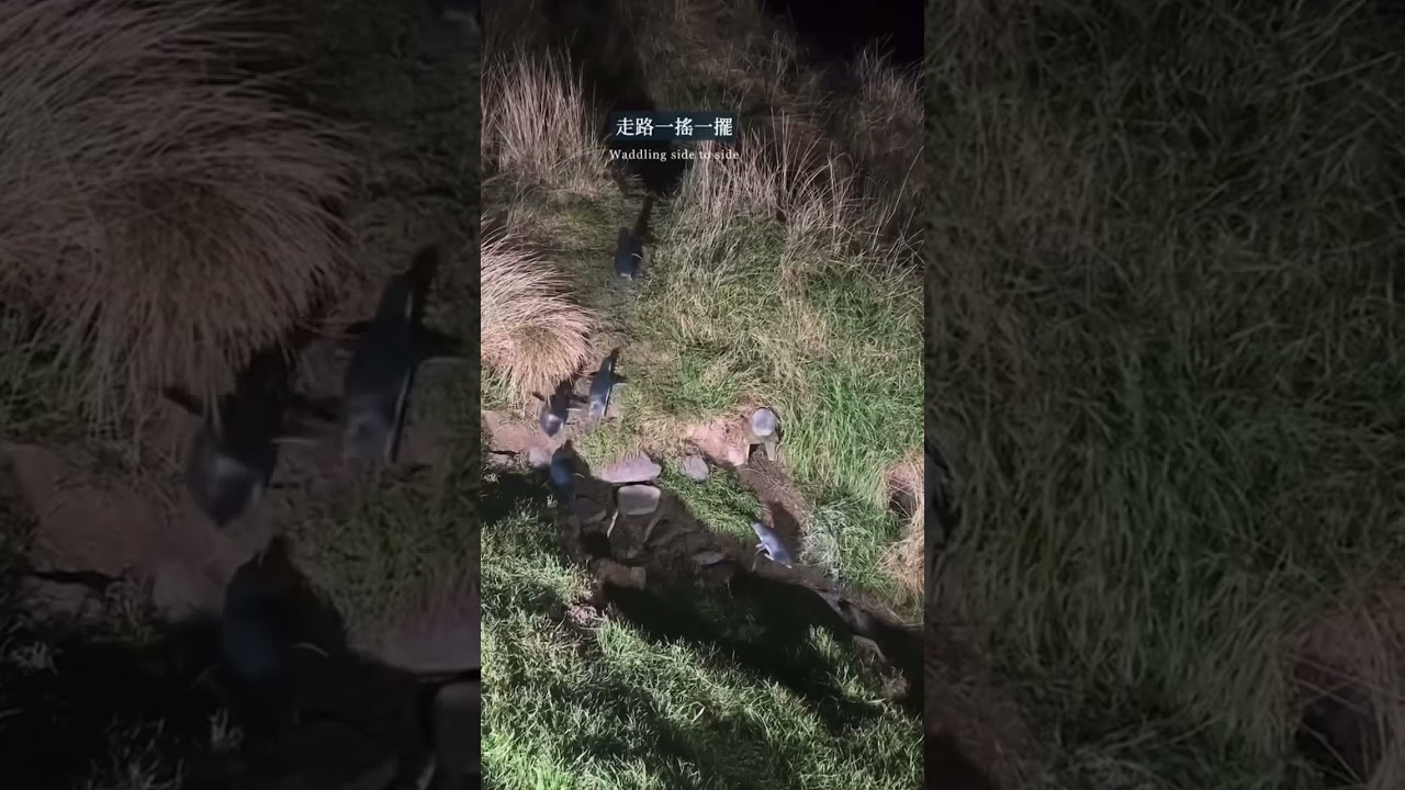 YouTube Short thumbnail