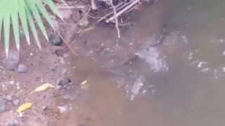 preview picture of video 'Crocodile attacks Crabs in Rincon de Guayabitos'