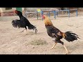 Rooster Vs Rooster Aseel Vs Aseel