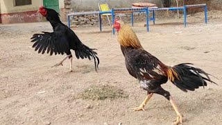 Download lagu Rooster Vs Rooster | Aseel Vs Aseel mp3