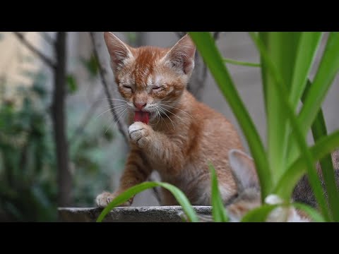 An Evening with the kittens | THE GOOD LIFE | HD