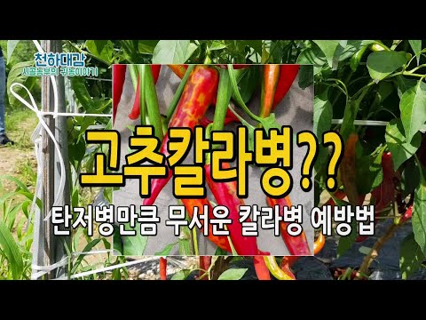 , title : '고추 탄저병만큼 무서운 칼라병 원인 및 예방법 / 총체벌레 방제요령 고추재배법'