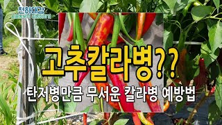 고추 탄저병만큼 무서운 칼라병 원인 및 예방법 / 총체벌레 방제요령 고추재배법