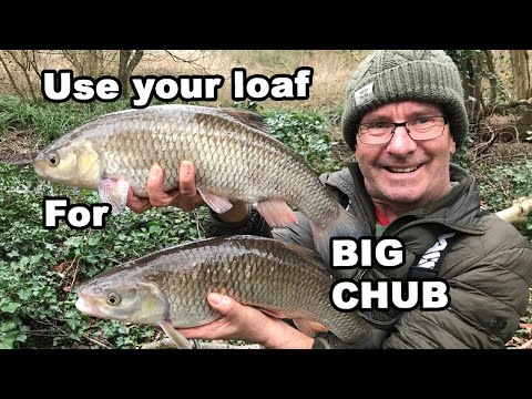 Use your loaf for big chub