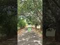 गाँव Ganvkilifestyle Ganv Travel Motovlog Shorts Nature Sukoon